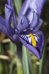 iris reticulata