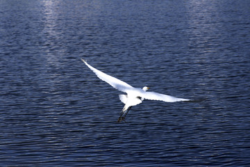 free as a bird