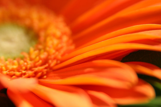 fleur orange