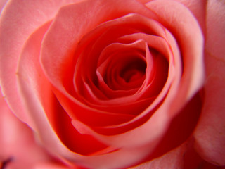 Fototapeta na wymiar a single pink rose macro