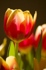 tulipes