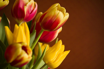 Fototapeta premium tulipes
