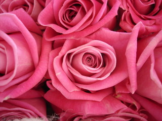 Fototapeta premium roses