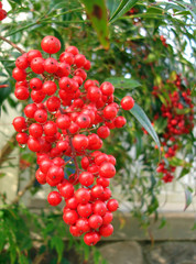 nandina berries