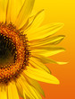 golden sunflower beauty