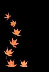 abstract acer leaves