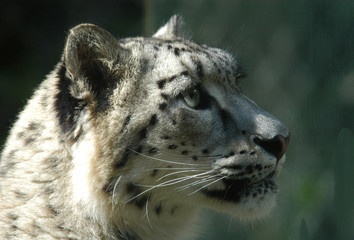 snow leopard