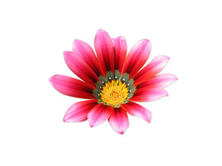 Obraz premium flower
