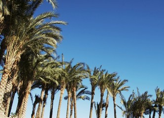 Fototapeta na wymiar palm-trees