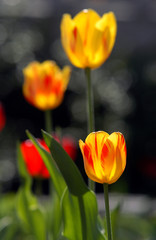 yellow tulips grow on a bed