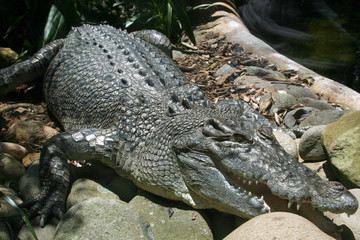crocodile
