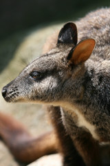 wallaby face