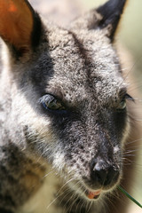 wallaby eyes