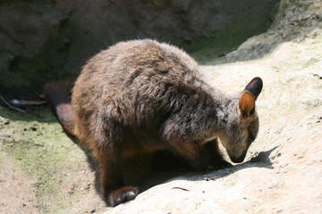 wallaby