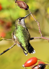 hummingbird