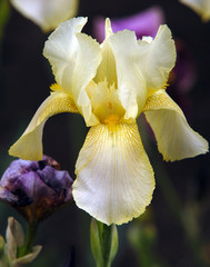 Fototapeta premium iris