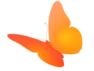 butterfly papillon orange