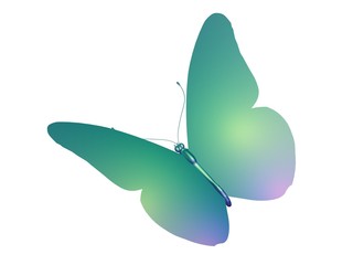 papillon green butterfly
