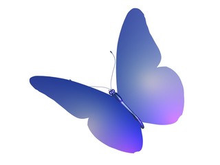 butterfly papillon bleu
