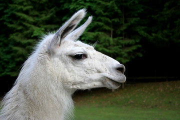 profilaufnahme eines lamas