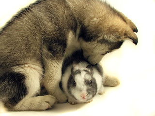 rabbit and puppy