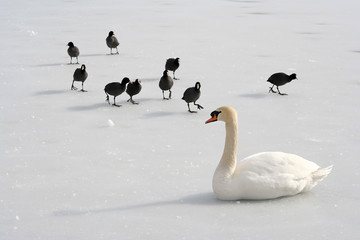 Fototapeta premium Schwan mit schwarzen Vögeln auf Eis