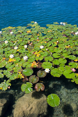 weisse Seerosen im See