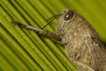 close hopper