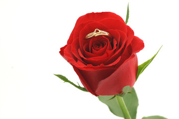 red rose with heart shaped ring