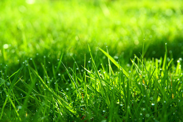 Naklejka premium sping grass