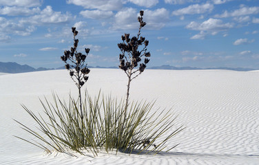 white sands