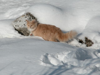 langhaarige Katze im Schnee