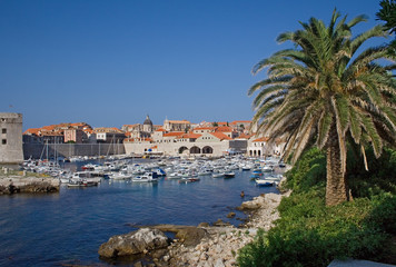 Hafen in Dubrovnik mit Palme