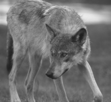 american wolf
