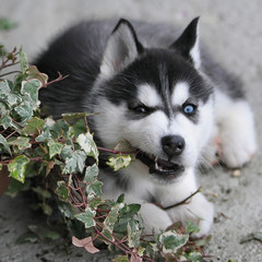 kleiner Husky vergreif sich am Efeu