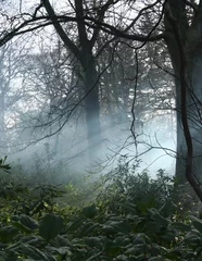  mist in woodlands © Stephen Finn