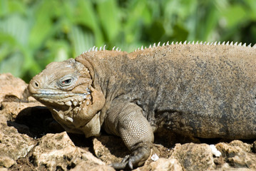 Obraz premium cuban iguana -4