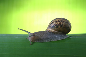 caracol