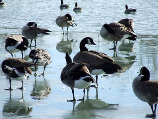 birds on ice