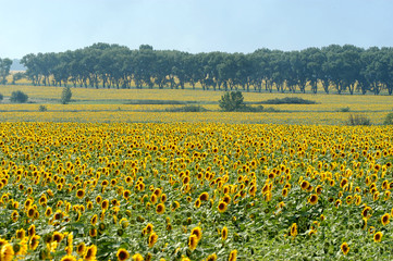 field of sunflowers