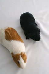 guinea pigs