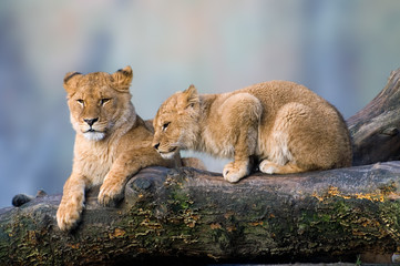 lion kittens