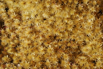 moss