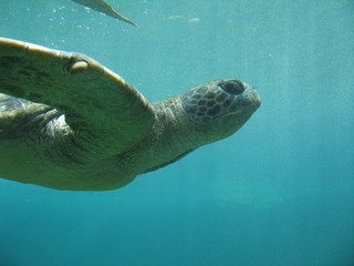 Fototapeta premium tortue marine sous l'eau