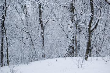 winter forest