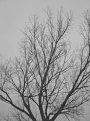 albero nella nebbia