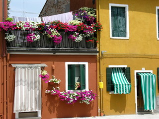 Fototapeta na wymiar kwiaty i kolory Burano