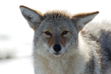 wild coyote
