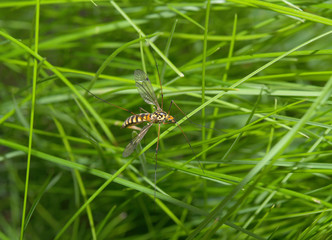 big mosquito