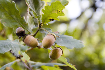 acorn